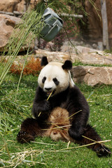 Fototapeta premium panda-30