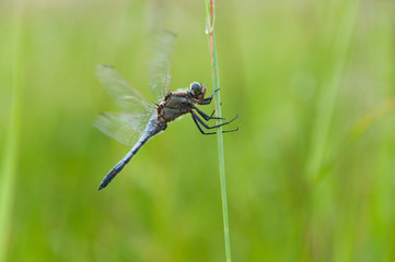dragonfly on a blade of grass on a soft green background