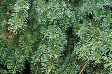 Green spruce tree