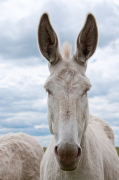 portrait of a prick eared white donkey