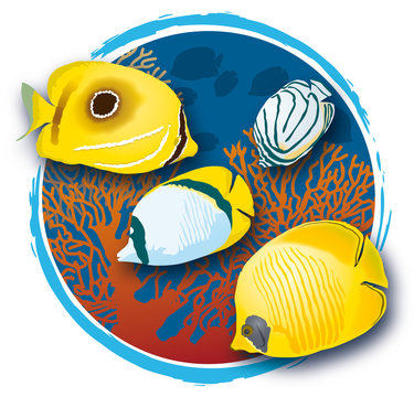 Atoll - Poissons papillons