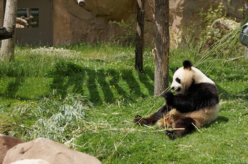 Obraz premium panda-15