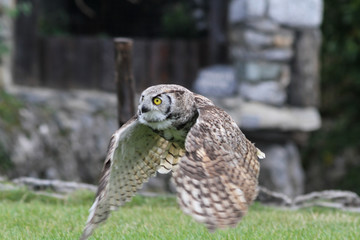 hibou