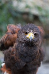 rapace