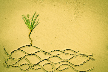 palm in sand