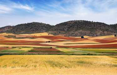 Fototapeta na wymiar Picturesque nature rural landscape with fields.