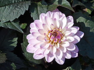 Dahlie