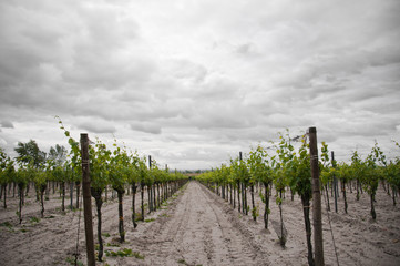 Fototapeta premium vineyards in Burgenland on a rainy day