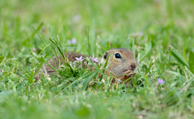 Naklejka na ściany i meble european ground squirrel hidden in the grass with lilac flowers
