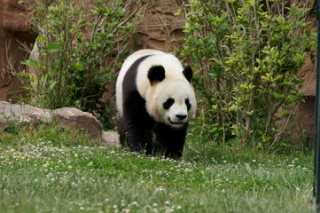 Fototapeta na wymiar panda-41