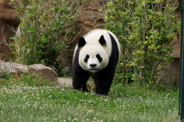 Obraz premium panda-1000