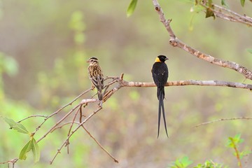 Long-tailed paradise whydah male and female