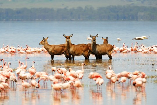 Family of waterbuck bathing