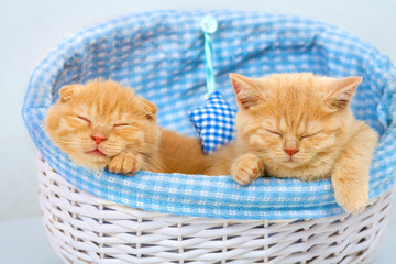Fototapeta na wymiar Cute kittens sleeping in a basket