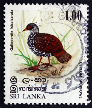 Postage stamp Sri Lanka 1979 Sri Lanka Spurfowl, Bird