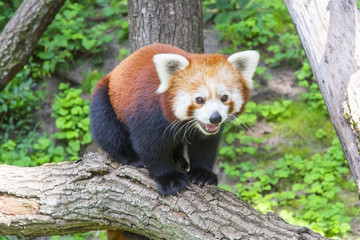 Red panda (Ailurus fulgens)