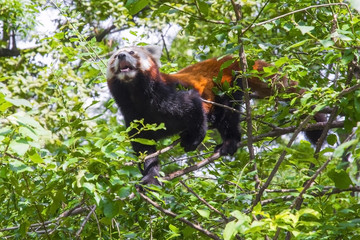 Red panda (Ailurus fulgens)