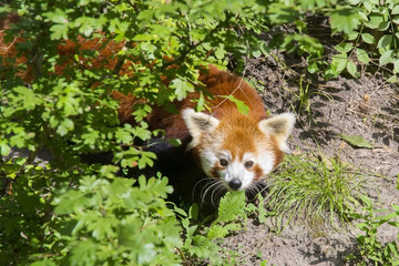 Red panda (Ailurus fulgens)