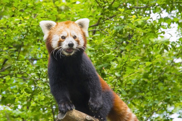 Rode panda (Ailurus fulgens)