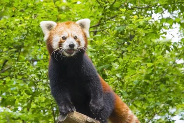 Foto op Plexiglas Panda Rode panda (Ailurus fulgens)