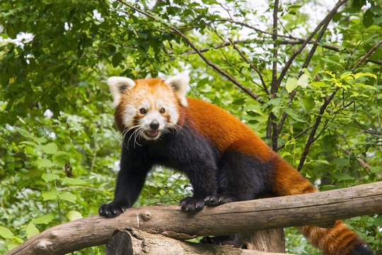Fototapeta Red panda (Ailurus fulgens)