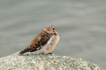Пуночка (лат. Plectrophenax nivalis)