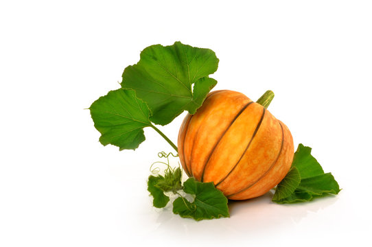 beautiful pumpkin with leaves on a white background