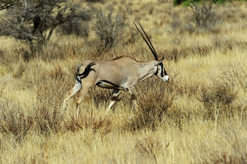Oryx gazella