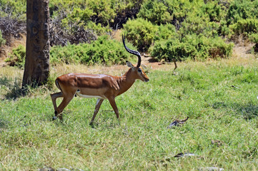 Impala gazelle