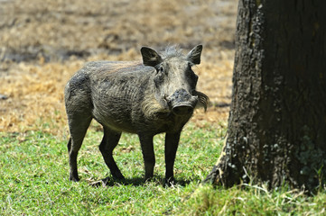 Wild boar