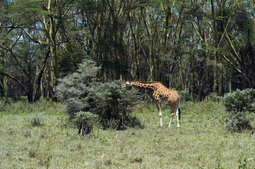 Giraffe