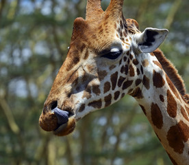Giraffe