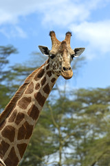 Giraffe