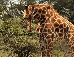 Giraffe