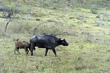 Buffalo