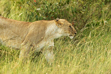 Naklejka na ściany i meble Lions Masai Mara