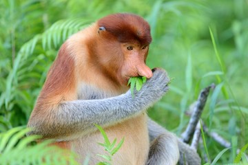 Proboscis monkey eating fern