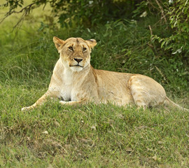 Plakat Lions Masai Mara
