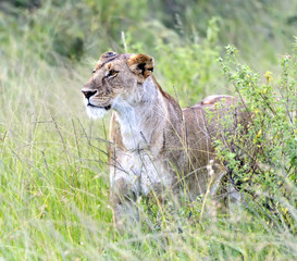 Masai Mara