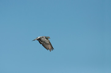 pigeon flying on the blue sky