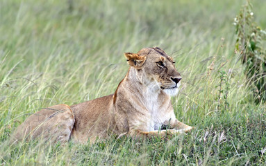 Lions Masai Mara