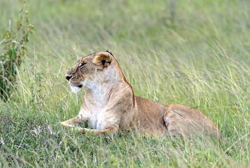 Lions Masai Mara