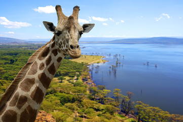 Obraz premium Giraffe