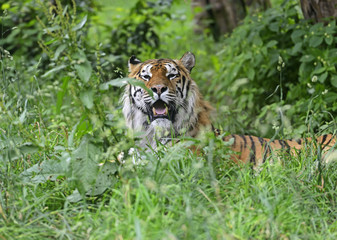 Amur Tiger
