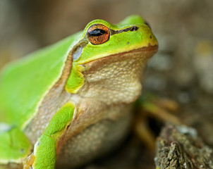 Frog