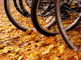 Bikes in autumn, Cambridge