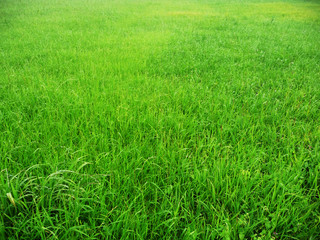 Grüner Rasen, saftige Wiese - Weide