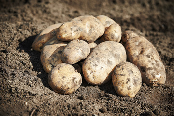 Potatoes on the ground
