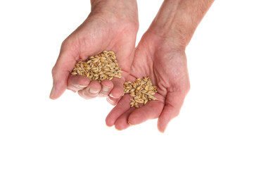 Barley in hands