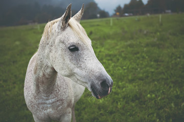 Close up shot of white horse on green meadow